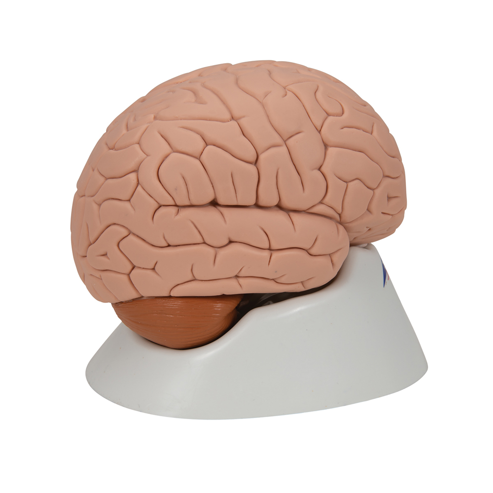 Brain model