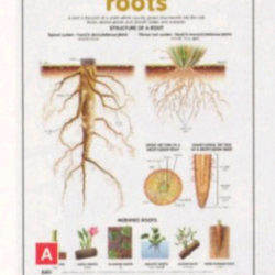 Chart Roots Structure 52x76cm