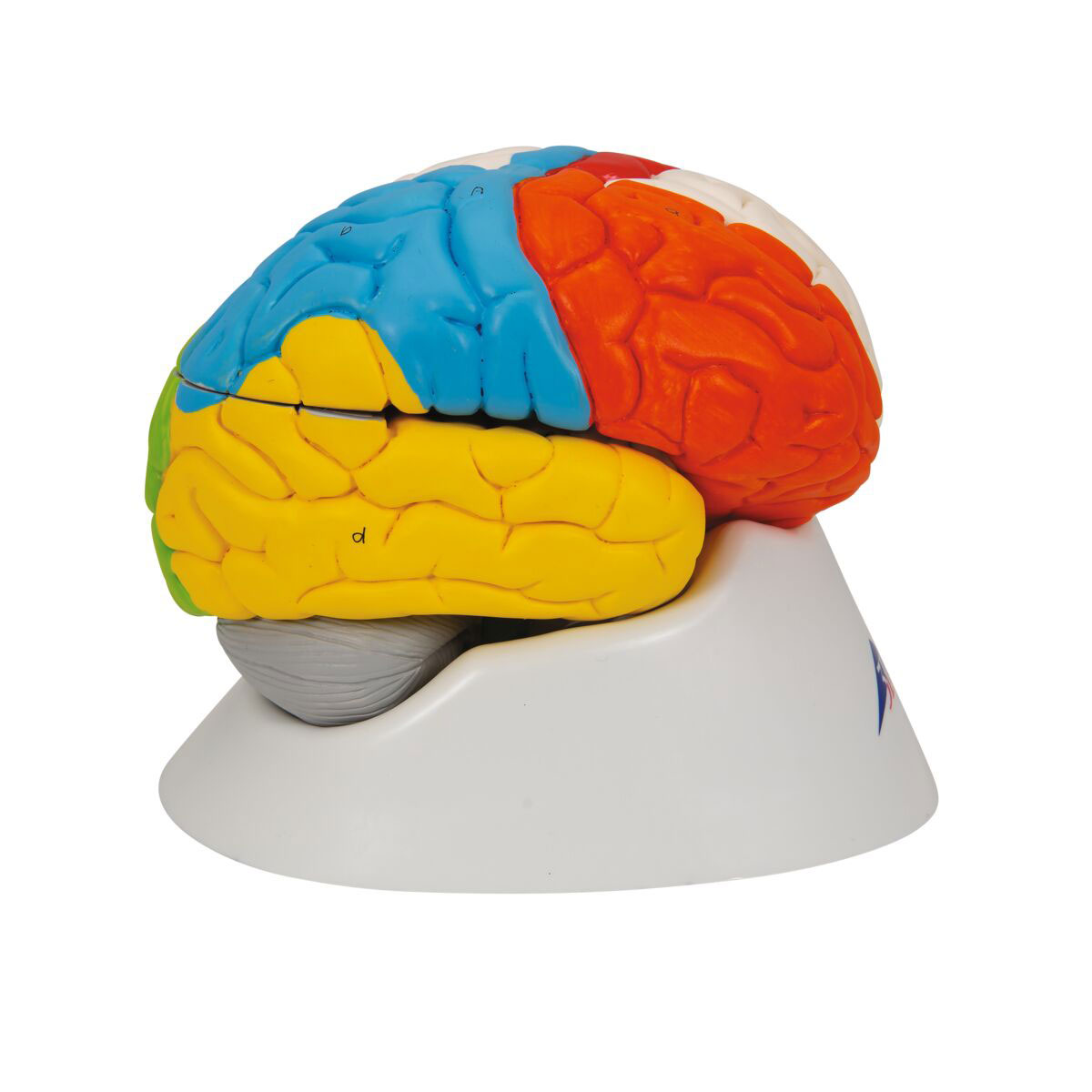 Brain 8 1. Анатомическая модель мозга. Макет головного мозга. Модель мозга человека. Разборная модель мозга.